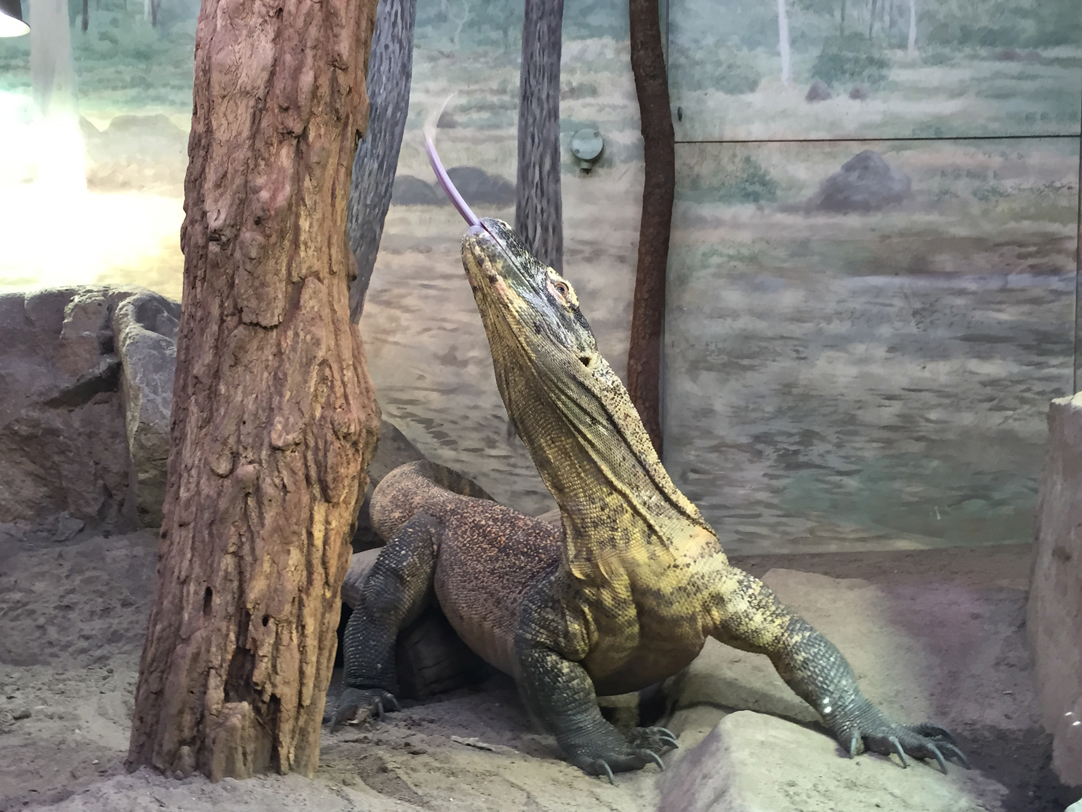 Ticket prices, exhibits, facilities and transport: Your one stop shop guide on Taronga Zoo, Sydney, Australia