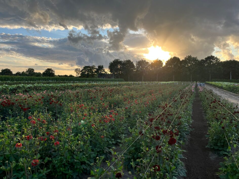 A field of dahlias at sunset.