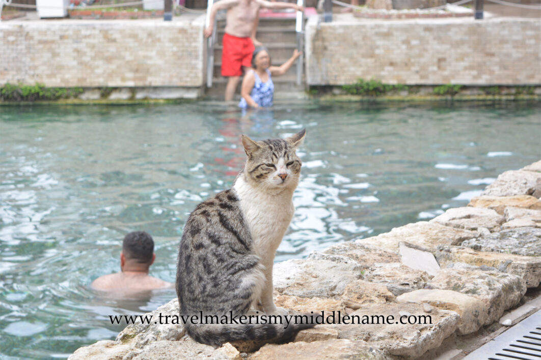People bathing in the Pamukkale Antique Pool, also called Cleopatra Pool, in Pamukkale, Türkiye. A cat is in the foreground. Stray cats are common throughout Türkiye.