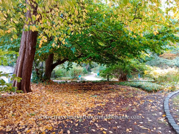 Green and yellow leaves of a tree canopy over a path covered in yellow leaves.