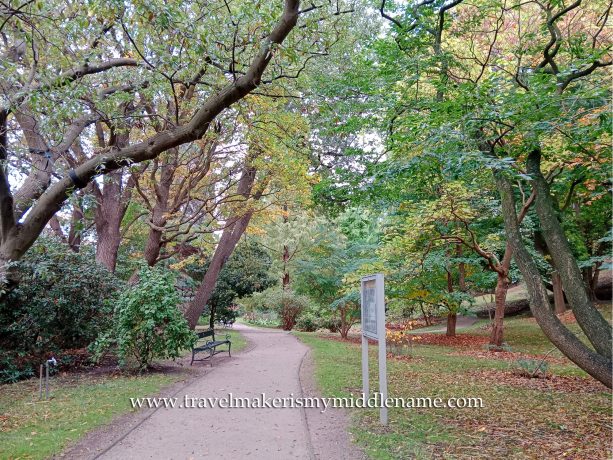 Green tree canopy covering a footpath.