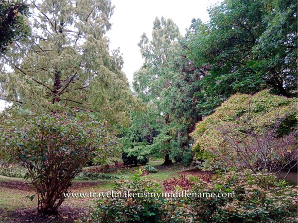 Many varieties of greenery in the old botanical garden.