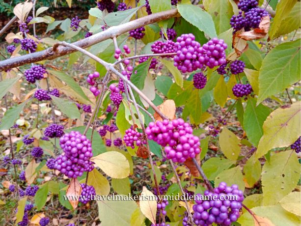 Pink-purple berries of a plant